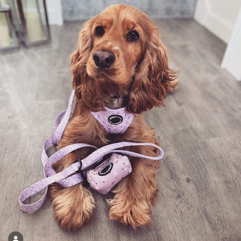 Eye-catching dog bow with a vibrant pink, lilac, and purple design, making your pet stand out with style