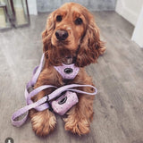 Trendy dog poop bag holder adorned with a chic pink, lilac, and purple color scheme, perfect for daily walks