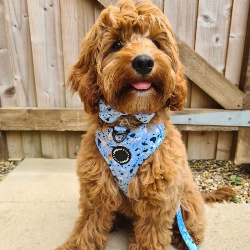 Cute dog harnesses for small top dogs