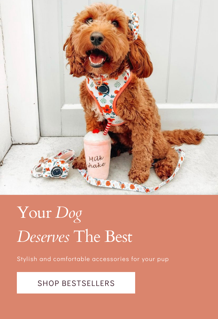 Designer Dog Harnesses | Stylish Collars and Leads – Life