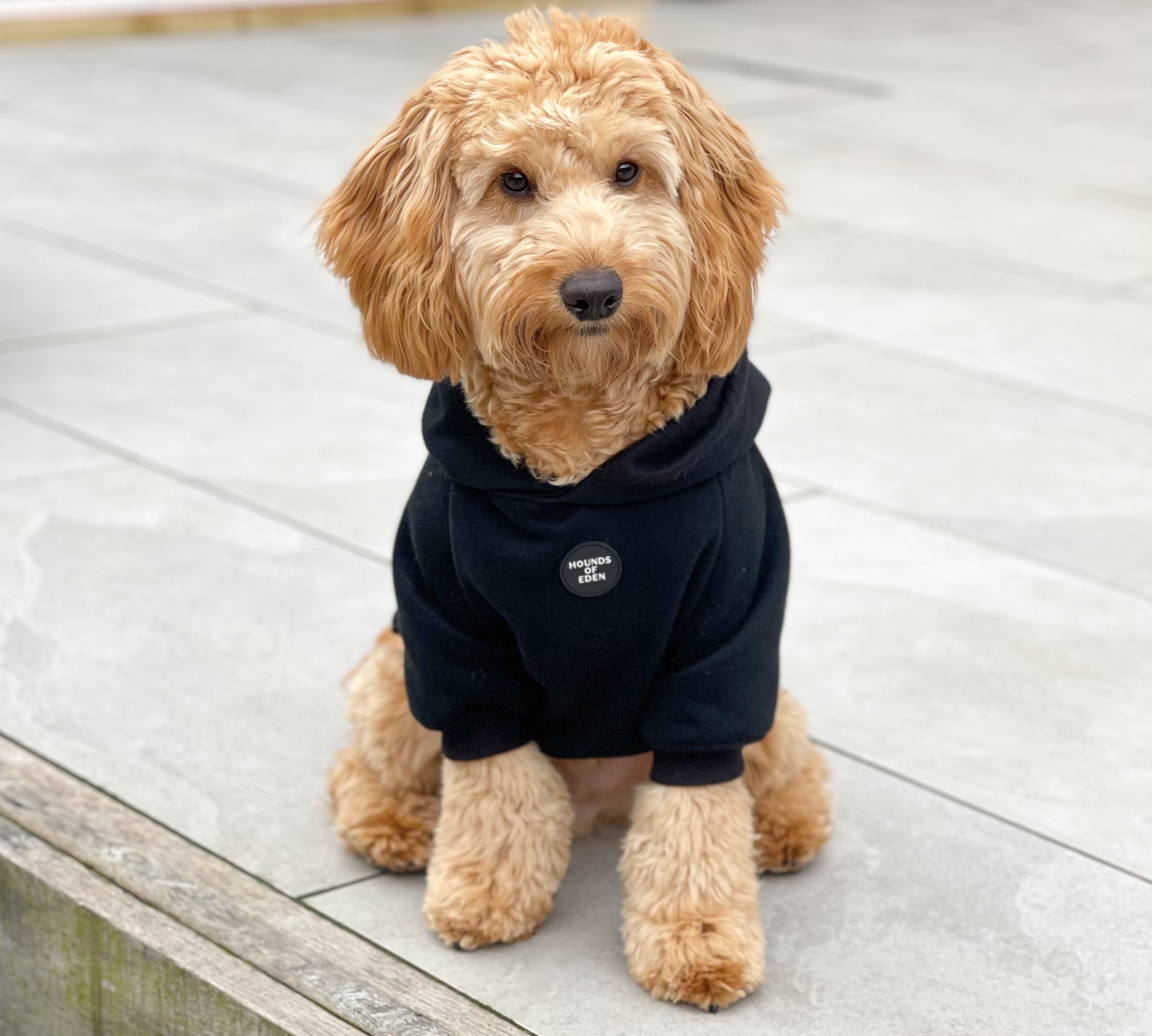 Dog Hoodie - Black