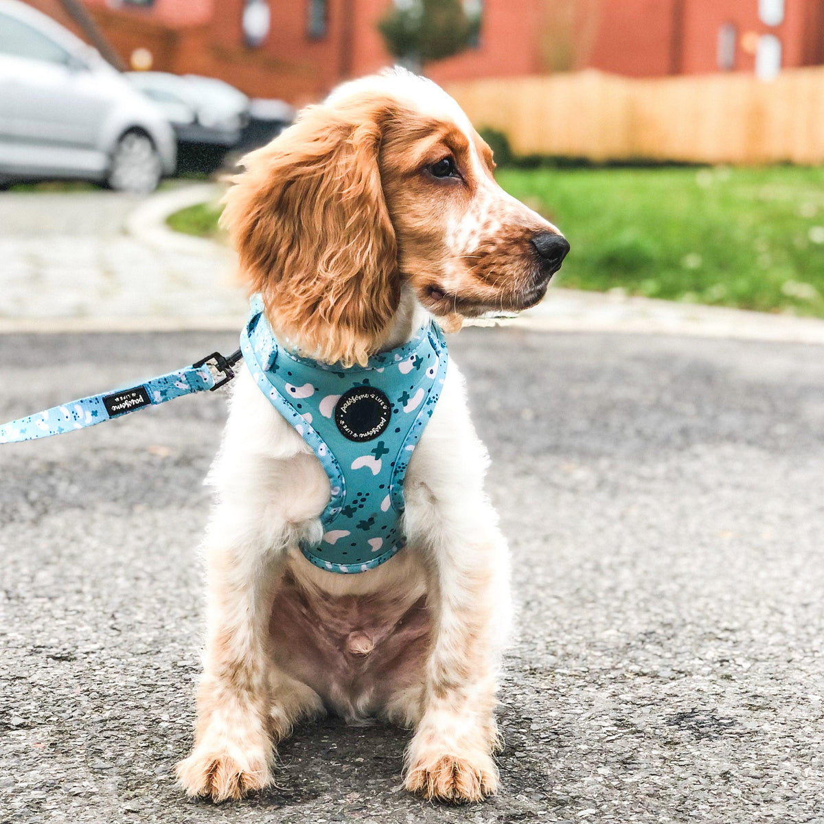 Boy Dog Harness Cute Dog Collar Dog Accessories Collection Pawsome Life