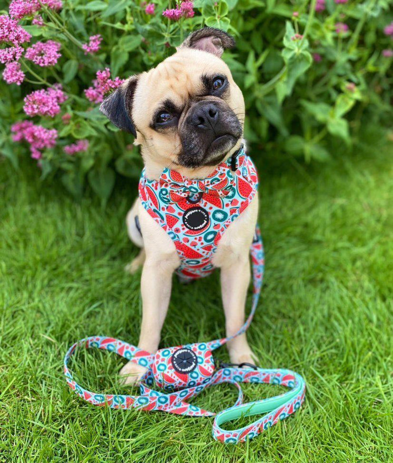 No-pull dog harness adorned with an adorable watermelon pattern, perfect for comfortable and stylish walks