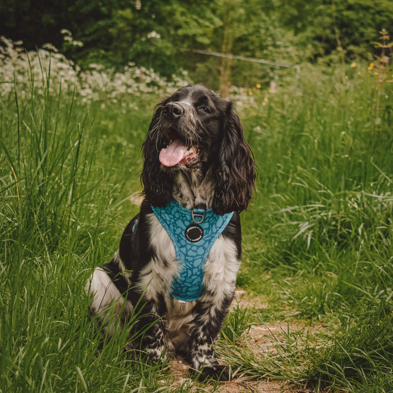 Elegant dog bow tie showcasing a dark teal abstract design, easy to attach with its velcro strap
