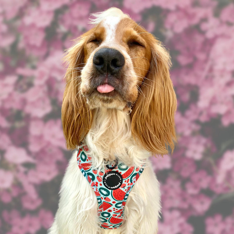 Trendy watermelon-patterned dog leash, combining fashion and function for the stylish pet owner