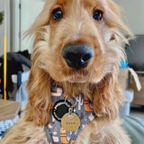 Stylish dog harness with a playful llama design, perfect for fashionable walks