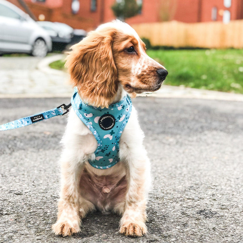 designer front clip dog harness and leash set uk