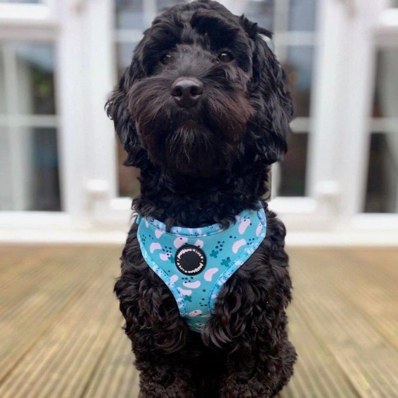 boy dog accessories uk