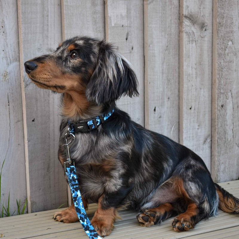 Stylish and functional boy dog collar showcasing a unique blue camouflage print and quick-release fastening