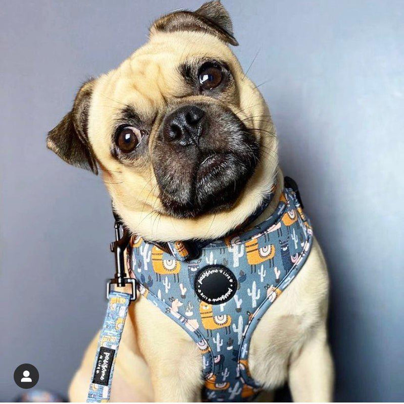 Functional and comfortable dog harness with a charming llama pattern, perfect for daily adventures
