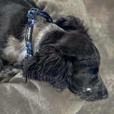 Fashionable and adjustable boy dog collar adorned with a striking blue camouflage design and quick-release clasp