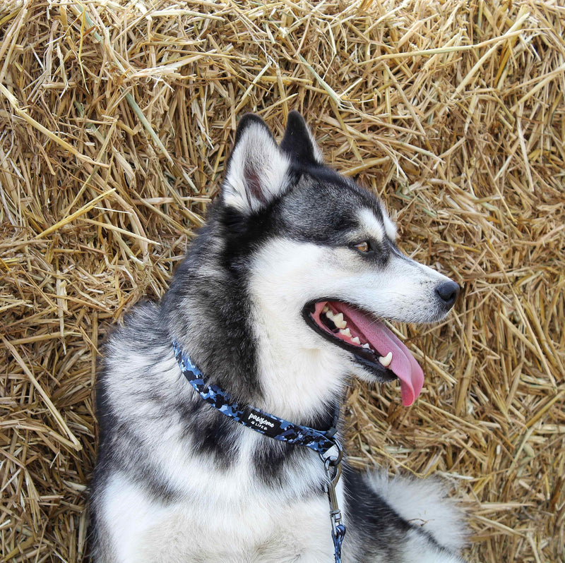 Chic blue camouflage-patterned dog collar with a practical quick-release buckle for effortless use